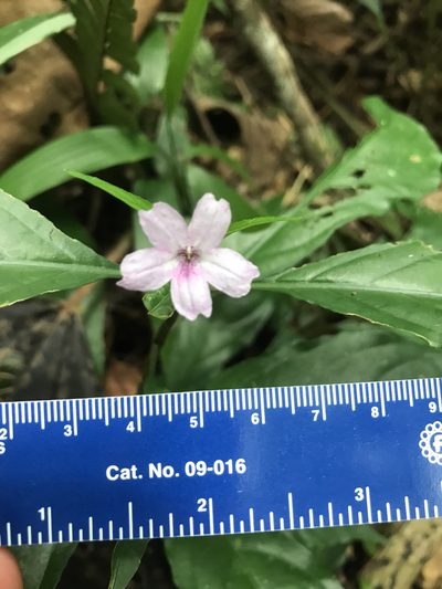 Ruellia terminalis, photographed by Amanda Fisher