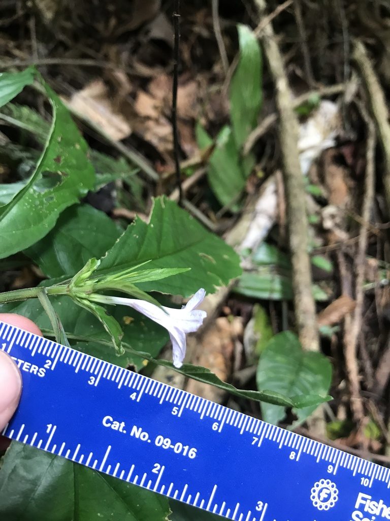 Ruellia terminalis, photographed by Amanda Fisher