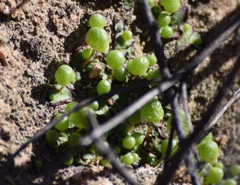 Asterellopsis palmeri, photographed by velodrome