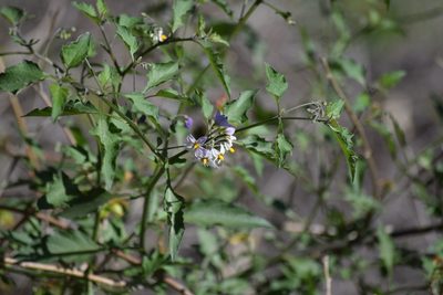 Solanum douglasii, photographed by velodrome