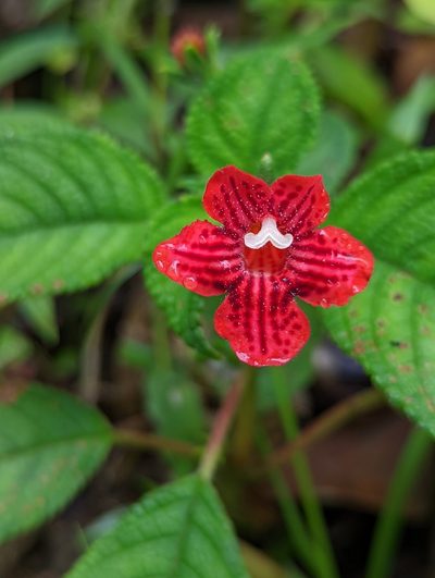 Kohleria inaequalis, photographed by My-Lan Le