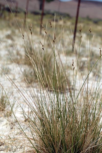 Carex holmgreniorum, photographed by Steve Matson