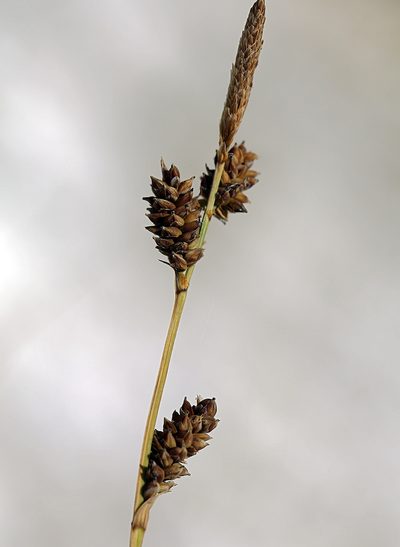 Carex holmgreniorum, photographed by Steve Matson