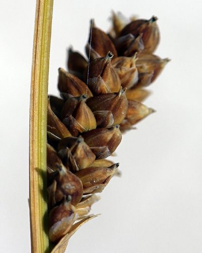 Carex holmgreniorum, photographed by Steve Matson