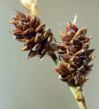 Carex holmgreniorum, photographed by Steve Matson