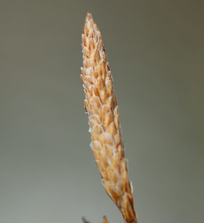 Carex holmgreniorum, photographed by Steve Matson