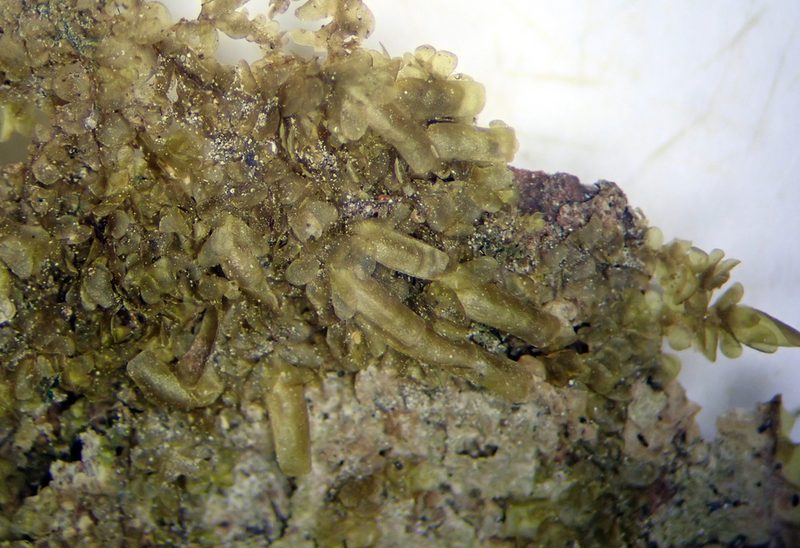 Radula allisonii, photographed by Peter de Lange