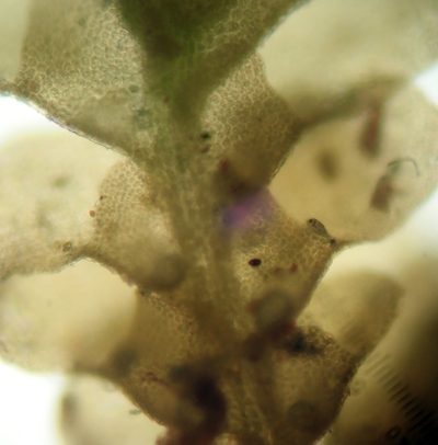 Radula allisonii, photographed by Peter de Lange