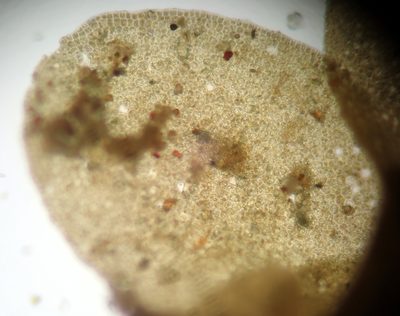 Radula allisonii, photographed by Peter de Lange