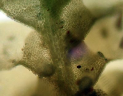 Radula allisonii, photographed by Peter de Lange