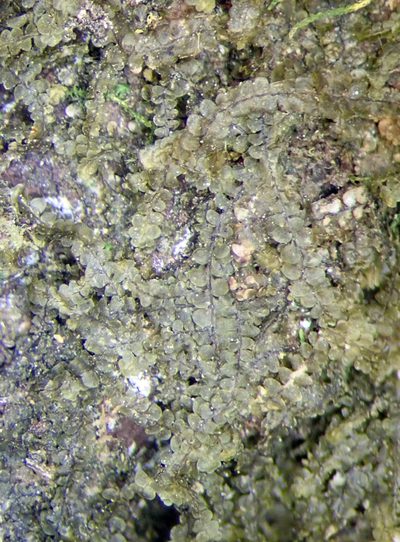 Radula strangulata, photographed by Peter de Lange