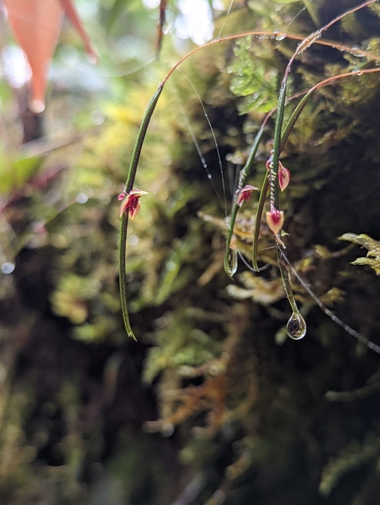 Lepanthes aciculifolia, photographed by My-Lan Le