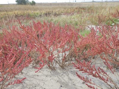 Suaeda calceoliformis, photographed by Matt Lavin