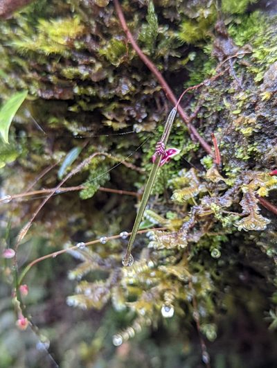 Lepanthes aciculifolia, photographed by My-Lan Le