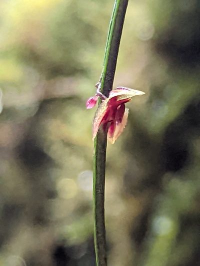 Lepanthes aciculifolia, photographed by My-Lan Le