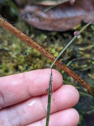 Lepanthes aciculifolia, photographed by My-Lan Le