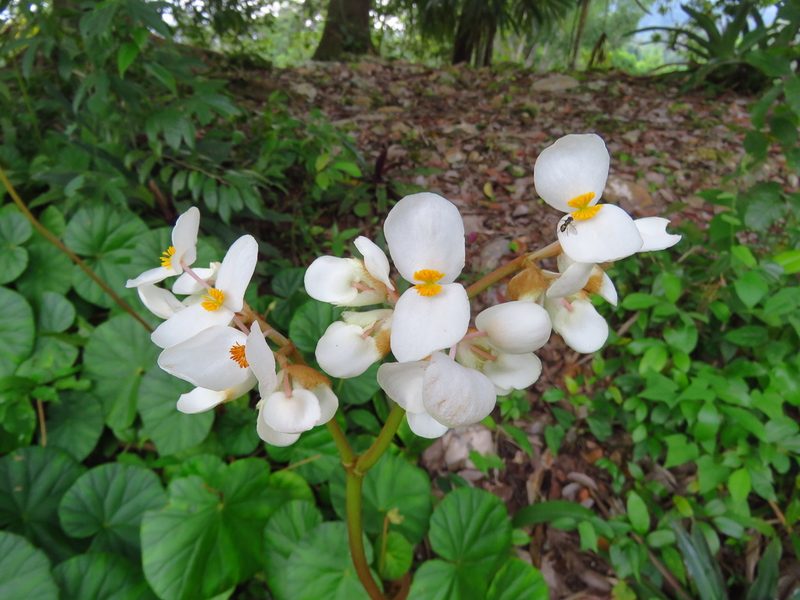 Begonia sericoneura, photographed by Annika Lindqvist