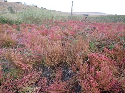 Salicornia rubra, photographed by Matt Lavin