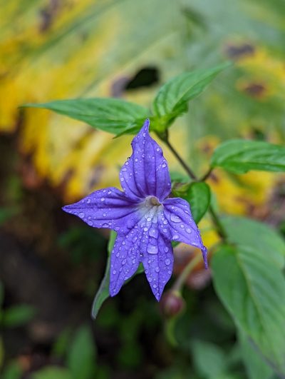 Browallia speciosa, photographed by My-Lan Le