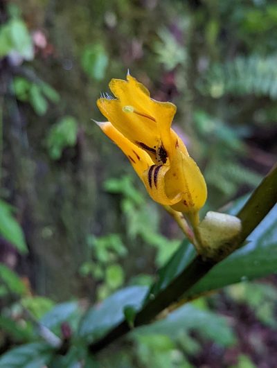 Columnea ericae, photographed by My-Lan Le