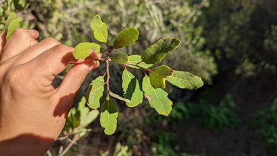 Quercus engelmannii, photographed by Trevor Van Loon