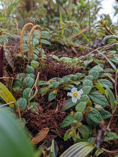 Lycianthes profunderugosa, photographed by My-Lan Le
