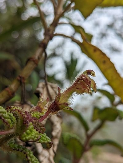 Burmeistera bullatifolia, photographed by My-Lan Le