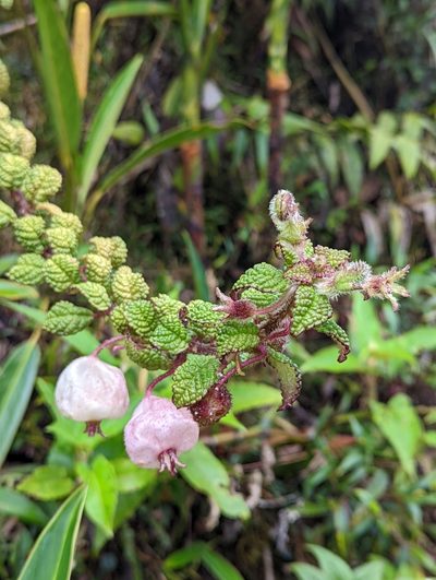 Burmeistera bullatifolia, photographed by My-Lan Le