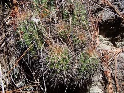 Echinocereus polyacanthus, photographed by Alejandro Sigala Chávez