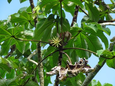 Cecropia peltata, photographed by Annika Lindqvist
