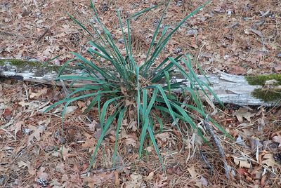 Yucca flaccida, photographed by Mike Duran
