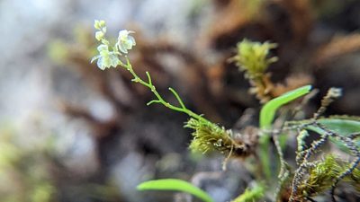 Platystele microtatantha, photographed by Trevor Van Loon