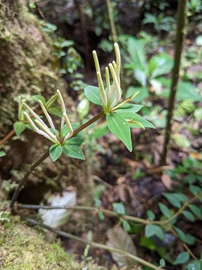 Peperomia palmana, photographed by Trevor Van Loon