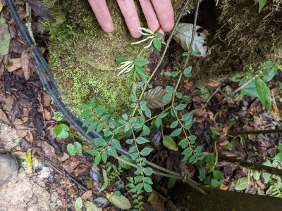 Peperomia palmana, photographed by Trevor Van Loon