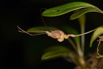 Masdevallia nidifica, photographed by Trevor Van Loon