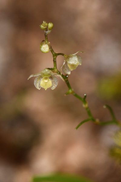 Platystele microtatantha, photographed by Trevor Van Loon