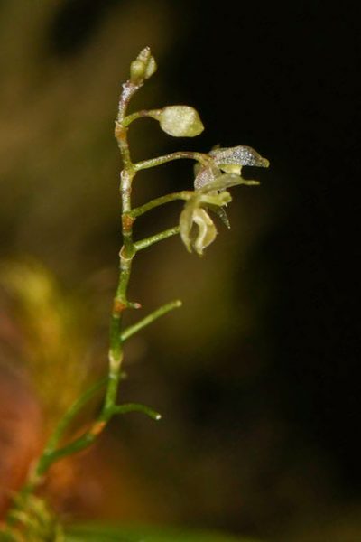 Platystele microtatantha, photographed by Trevor Van Loon