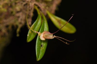 Masdevallia nidifica, photographed by Trevor Van Loon