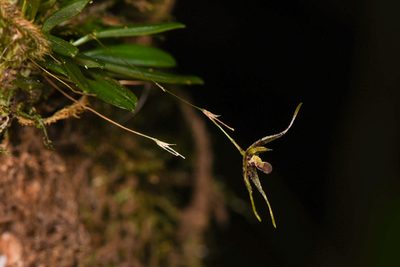 Andreettaea strumosa, photographed by Trevor Van Loon