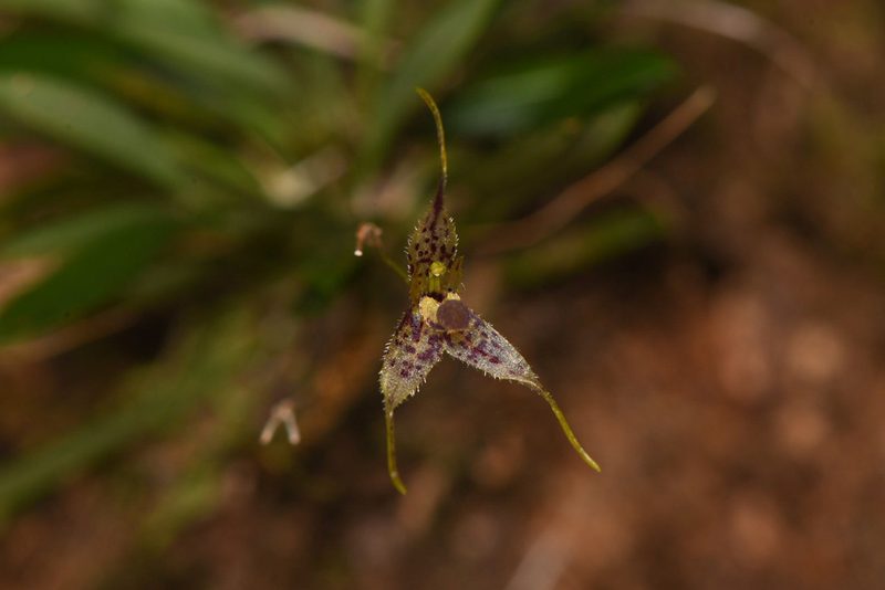 Andreettaea strumosa, photographed by Trevor Van Loon