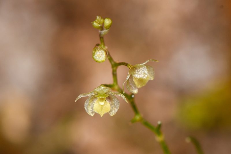 Platystele microtatantha, photographed by Trevor Van Loon