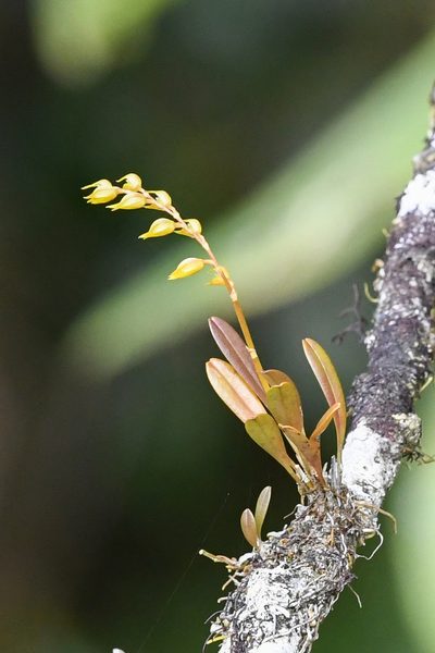 Specklinia costaricensis, photographed by Trevor Van Loon
