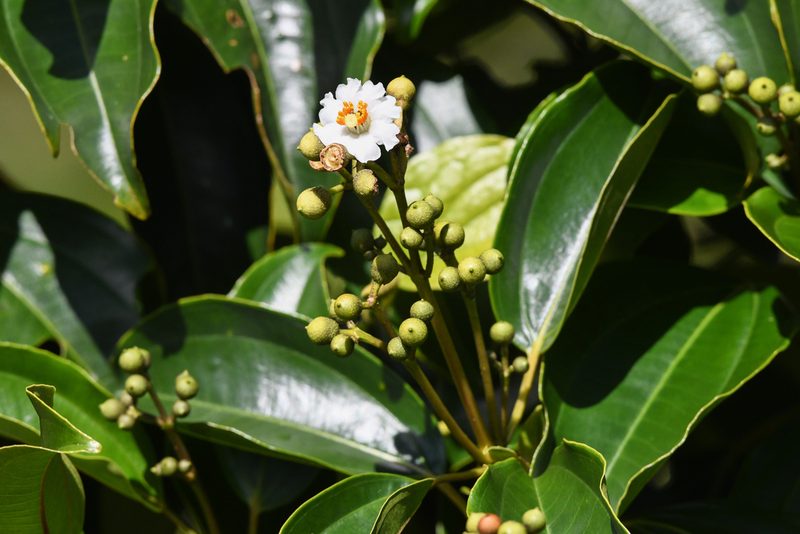 Miconia oerstediana, photographed by Trevor Van Loon