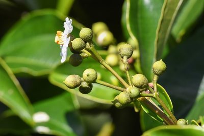Miconia oerstediana, photographed by Trevor Van Loon