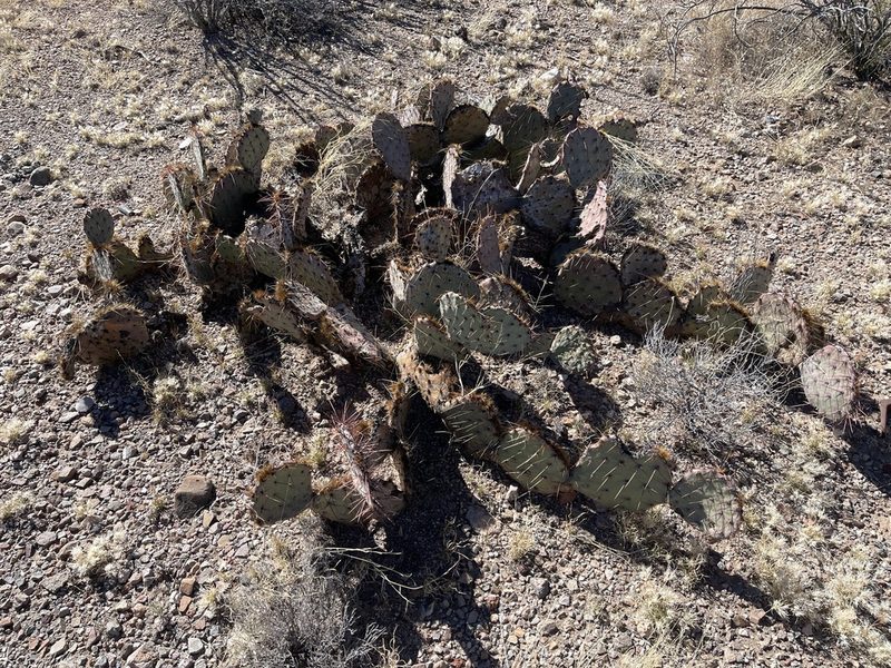 Opuntia camanchica, photographed by CK2AZ