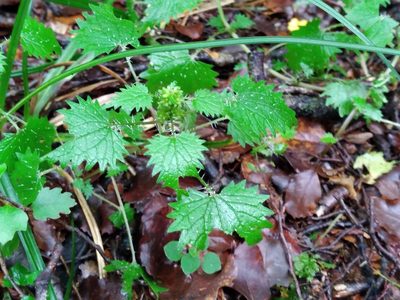 Urtica sykesii, photographed by Leon Perrie