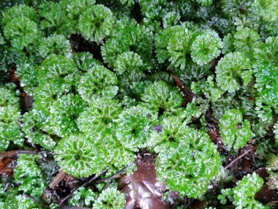 Hymenophyton flabellatum, photographed by Leon Perrie