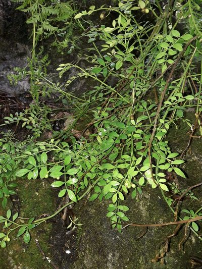 Chrysojasminum humile, photographed by naturewatchwidow