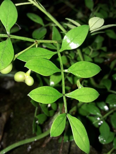 Chrysojasminum humile, photographed by naturewatchwidow