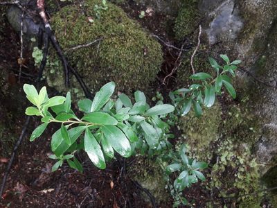Melicytus obovatus, photographed by naturewatchwidow